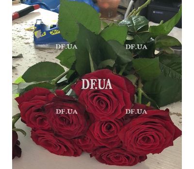 Bouquet of 9 burgundy roses - view 6