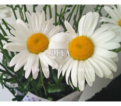 A chic bouquet of chamomiles - view 3