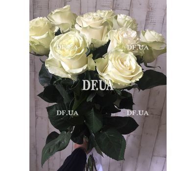 Imported white roses 1