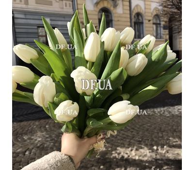 21 white tulip 5