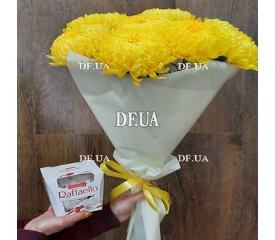 Chrysanthemum large-flowered 1
