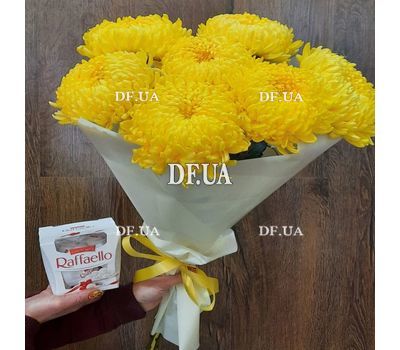 Chrysanthemum large-flowered 2