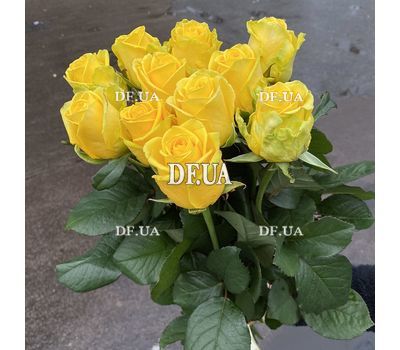 Bouquet of 11 yellow roses 7