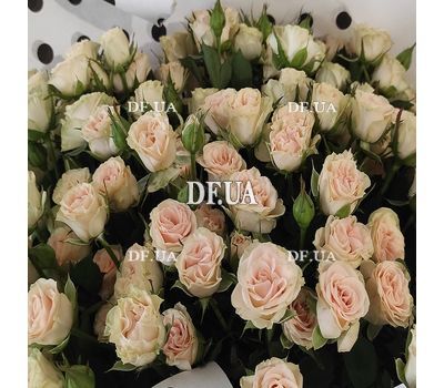 Flowers rose bush 3