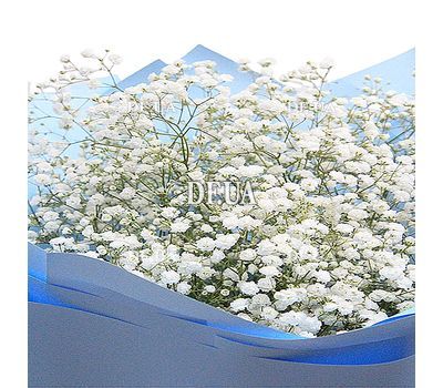 Bouquet of white gypsophila 1