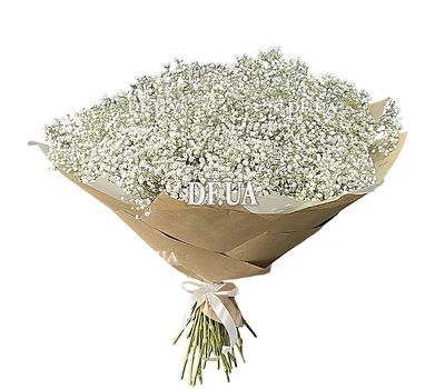 101 gypsophila