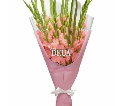 15 coral gladioli per pack