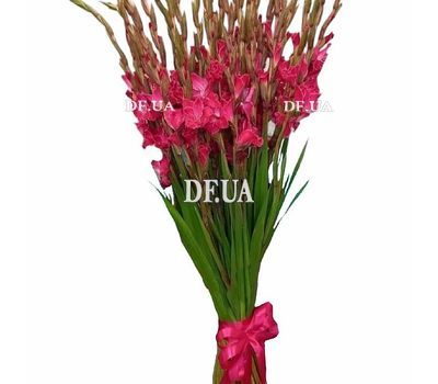 Bouquet of 25 pink gladioluses