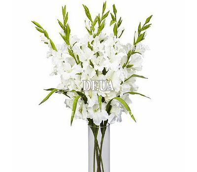 Bouquet of 7 white gladiolus beloved