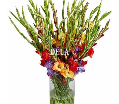Bouquet of gladioli for a woman's birthday