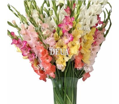 Bouquet of 101 gladiolus
