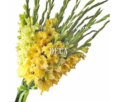 Bouquet of 19 yellow gladiolus with ribbon