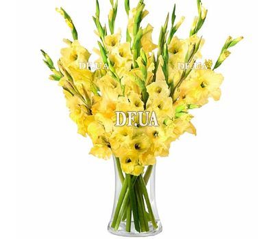 Bouquet of 25 yellow gladiolus