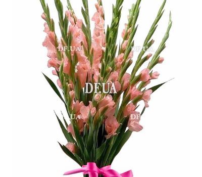 Bouquet of pink gladiolus