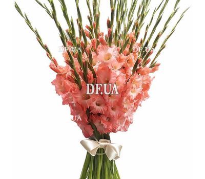 Coral gladioli in a bouquet
