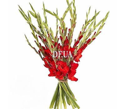 Men's bouquet of gladiolus