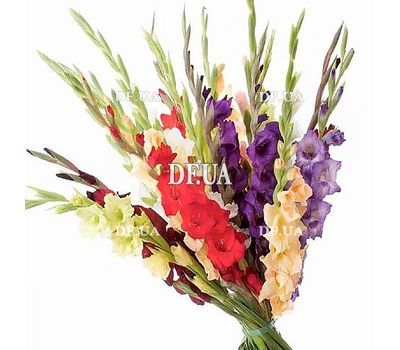 Multi-colored gladioli in a bouquet