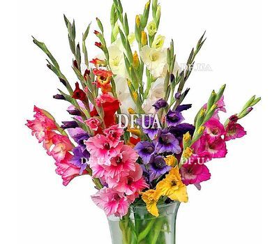 Bright bouquet of colorful gladioli