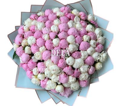 101 white and pink peonies
