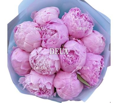 11 pink peonies Sarah Bernhard 1