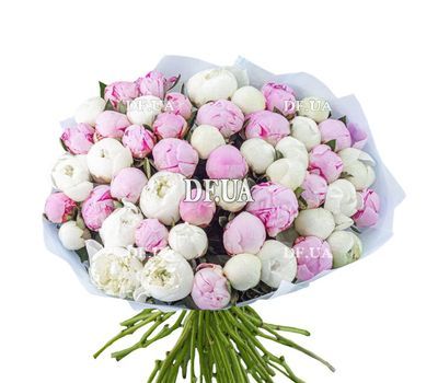 51 pink and white peonies