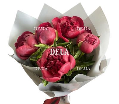 Burgundy peonies