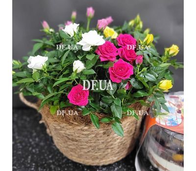 Arrangement of shrub roses in pots in a basket type 1