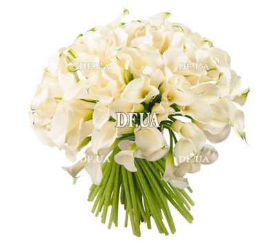 101 Calla Lilies
