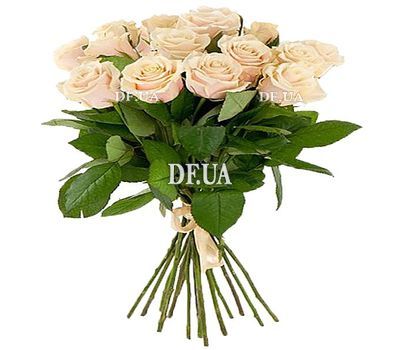 15 Cream Roses