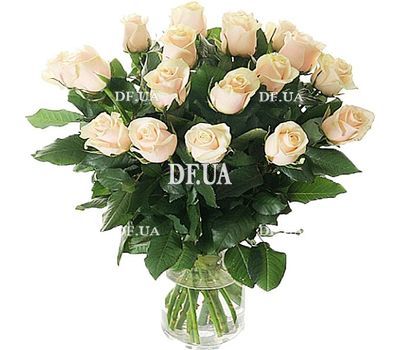 17 Cream Roses